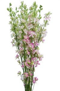 Larkspur Pink mia