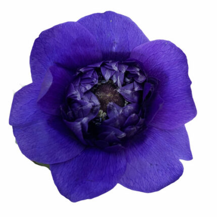 Anemonie Blue Fullstar holex