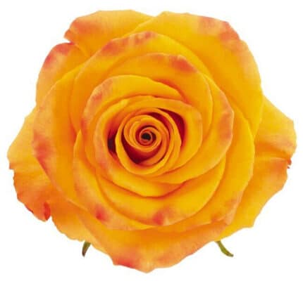 Rose Tycoon 50cm florecal