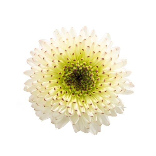 b5eb8d64-80b5-4d67-b8c1-bd368dfe40f0.jpg Mum Disbud Cappuccino gdns - Image 1