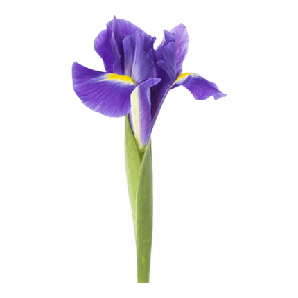 Iris Purple Hendricks