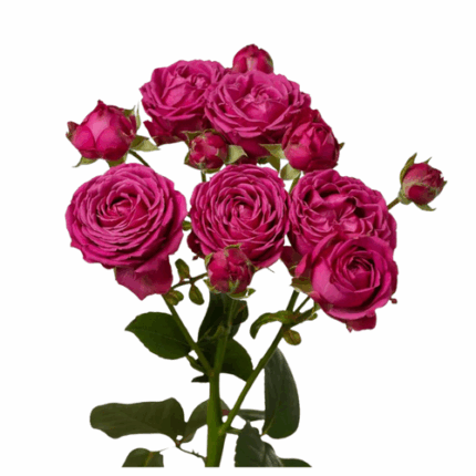 RoseSpray Classic Sensation rf