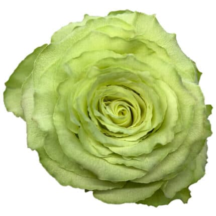 Rose Lemonade green 40cm Tessa