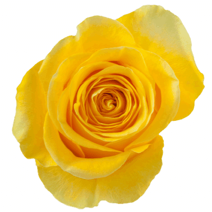Rose Brighton 50cm naranjo