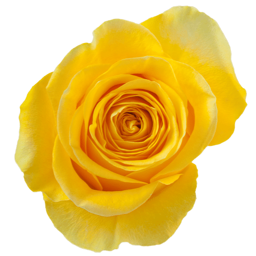 b62100c3-0fb7-4f91-b446-b3bb706dabcd.png Rose Brighton 50cm naranjo - Image 1