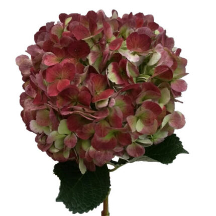 Hydrangea Red Antique interflo