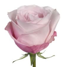 Rose Secret Garden 70cm rprima(12st)