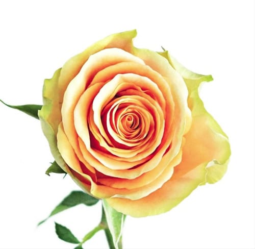 b635ef33-5642-41b0-86f2-a07a0dfc0a32.jpg Rose Gdn Peach X-pression 50cm - Image 1