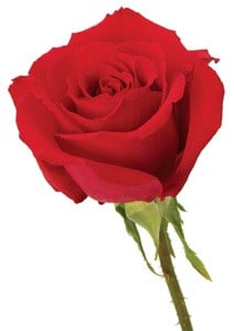 Rose RoyalMajesty 70cm rfi