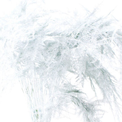 Asparagus Feather White holl