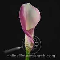 Callas Lilttle suzy holl