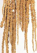Amaranthus hng brwn holl