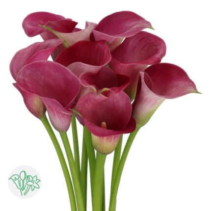 Callas Raspberry holl