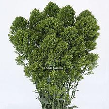 Trachellium green esmer fancy