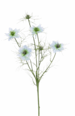 Nigella White holl