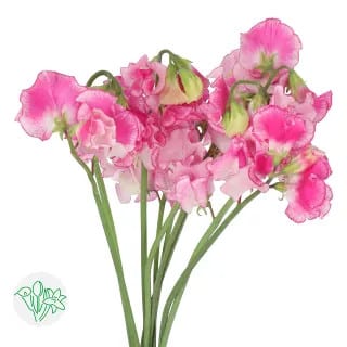 Sweet Pea Chihiro holex