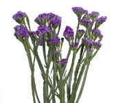 Statice Tissue Purple bella