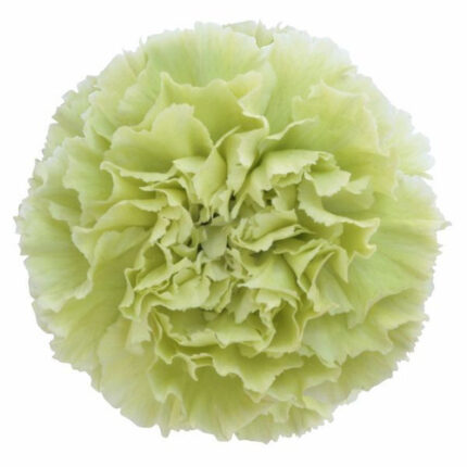 Carn Sel Green golden
