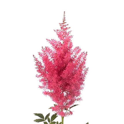 Astilbe Hot Pink Holl