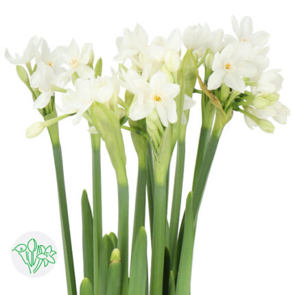 Daffodil Ziva holl