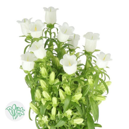 Campanula White holl