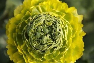 Ranunculus Pon Luna chile