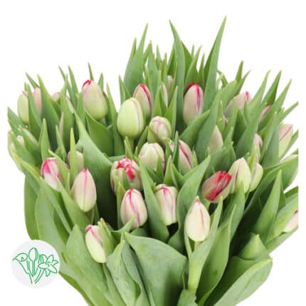 Tulip Dbl Pink Blaze holl