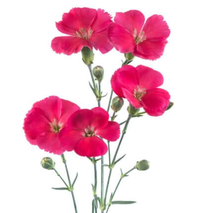 Dianthus Sparks Dk Pink bmark
