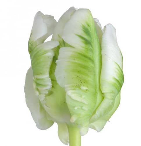 b72f7d60-8c4f-41da-a59a-ff31c151da80.jpg Tulip Green White Parrot holl - Image 1