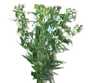 Tweedia Blue camflor
