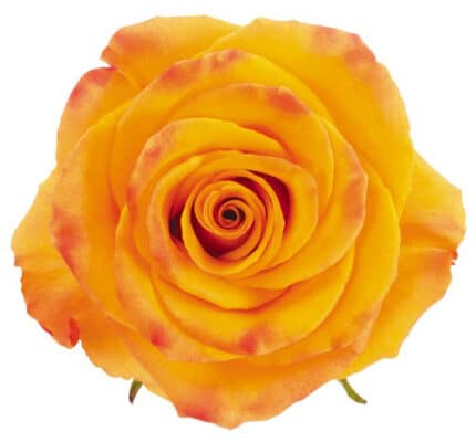 Rose Kerio 50cm rfi