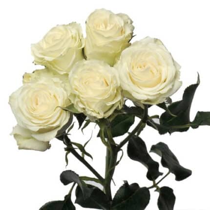 RoseSpray WhiteMajolica bella