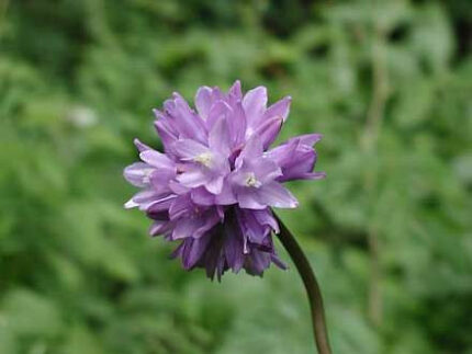 Dichelostemma Conges holl