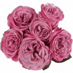 Rose Spray Gdn Bridal Dahia fl