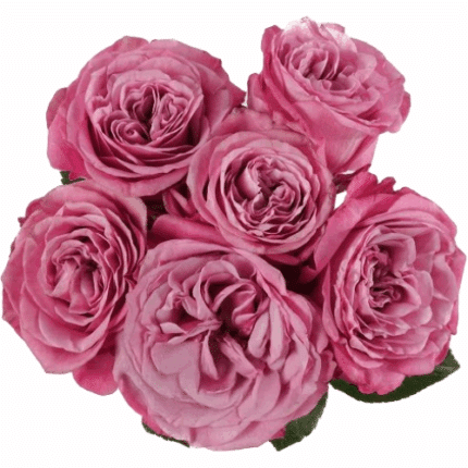 Rose Spray Gdn Bridal Dahia fl