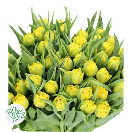 b75df16c-b34a-452d-a9ad-1a617eced4b3.jpg Tulip Dbl Yellow holland - Image 1