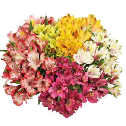 Alstro Asst(12case)florisol