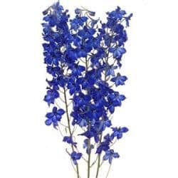 Delph Hybrid DkBlue hendricks(