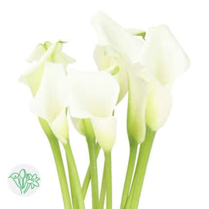 Calla Crystal Blush holl