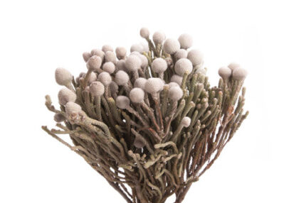 Brunia SilverYoung holex