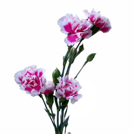 CarnMini Pink varigated bmark