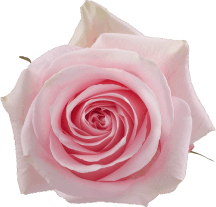 Rose Luciano 70cm rprima