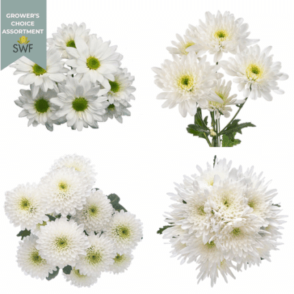 Pom Cdn Romance(12cse)gdns