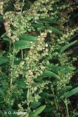 ATRIPLEX green v.d.