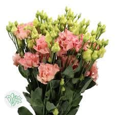 Lisianthus Corelli Coral holl