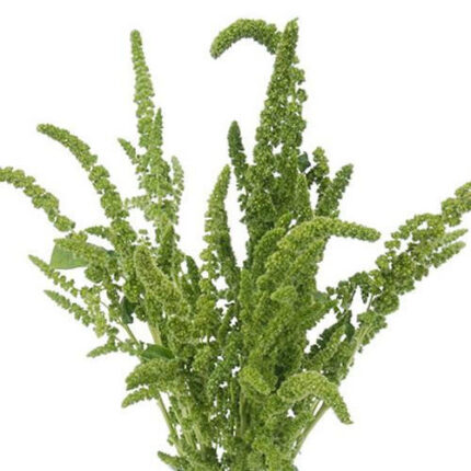Amaranthus Green Upright crame