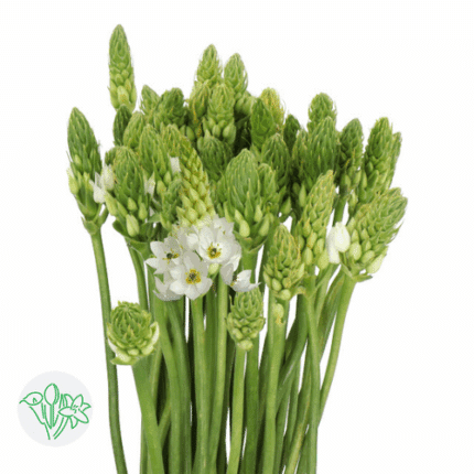 StarOfBethlehem White holl.