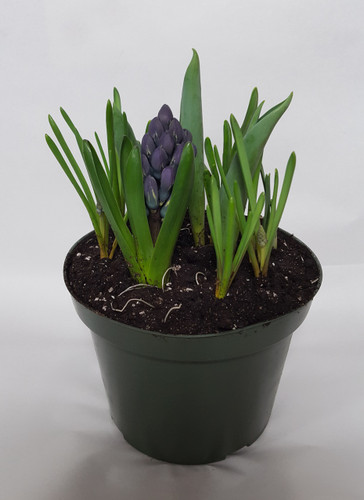 7" BLOOMING BULB GARDEN