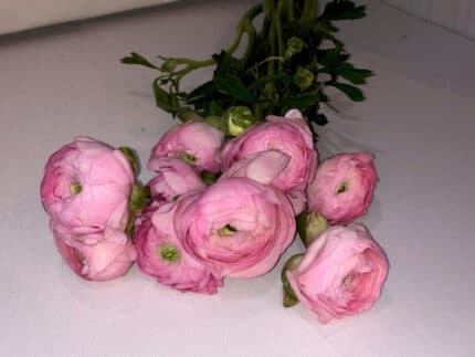 Ranunculus Amandine Barbie hol