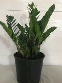 10" POTTED ZZ PLANT